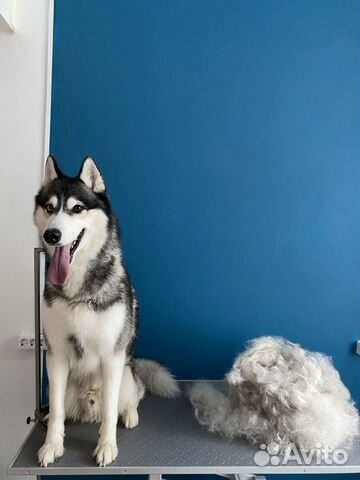 Груминг Грумер Стрижка Тримминг