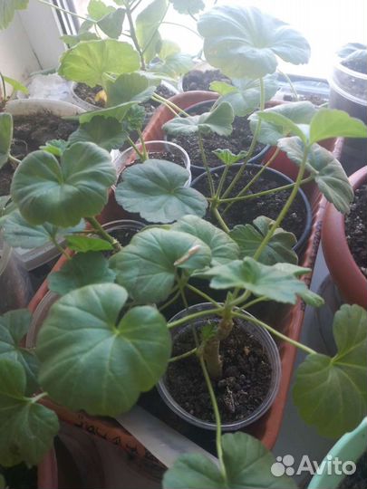 Герань пеларгония