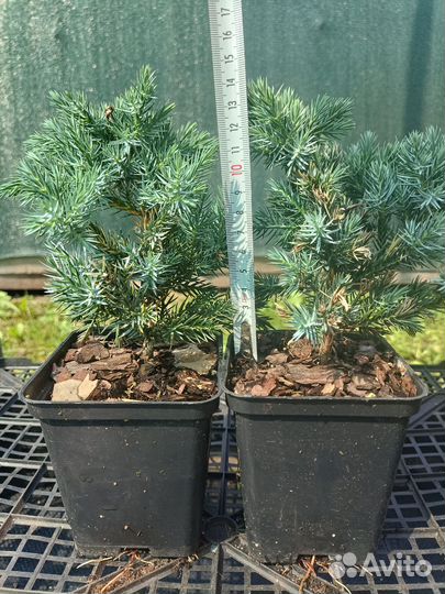 Даника, Хозери Хвойные р9