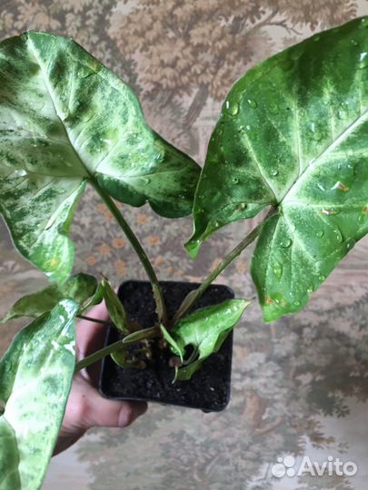 Сингониумы