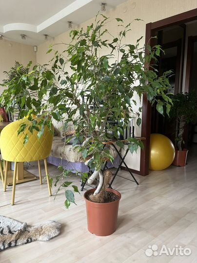 Комнатные цветы бесплатно