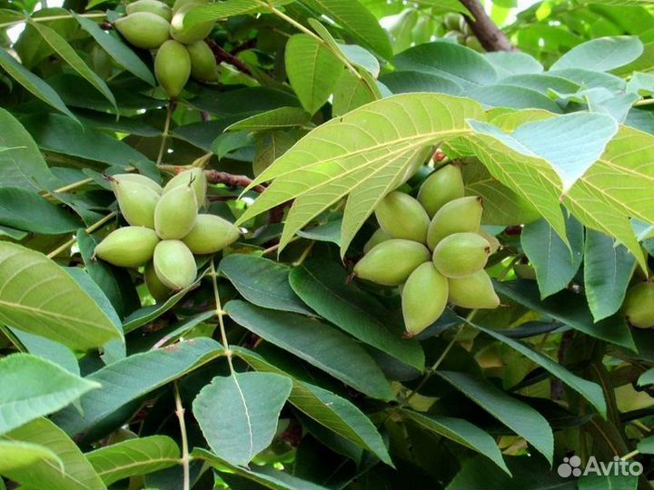 Саженцы Орех Манджурский (Грецкий)