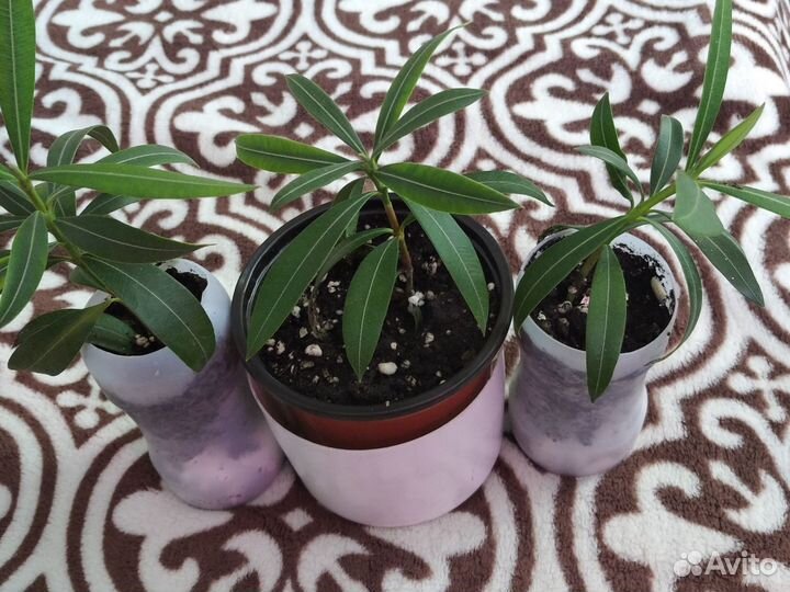 Олеандр розовый