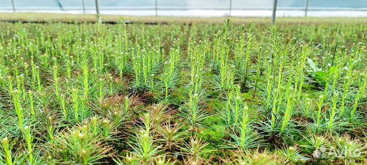 Саженцы сосны обыкновенной зкс оптом