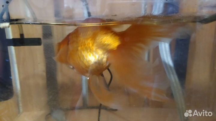 Продаю аквариум с золотой рыбой