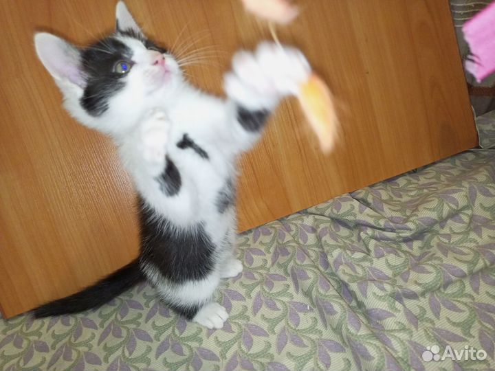 Котенок-мальчик ищет дом