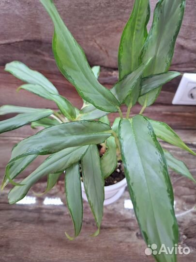 Филодендрон бурле Макс вариегатный