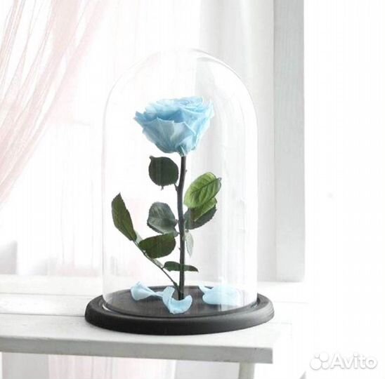 Розы в колбе на выбор