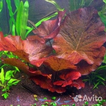Аквариумное растение нимфея тигровая
