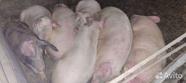 свиньи живым весом - Домашние и сельскохозяйственные животные: купить  недорого во всех регионах | Авито
