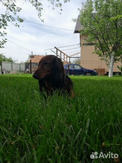 Случка собак