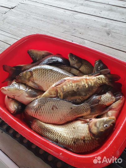 Свежая рыба