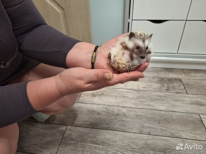 Продается африканский карликовый ёж