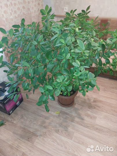 Фикус бенджамина большой
