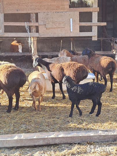 Овцы бараны ягнята
