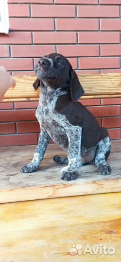 Продам щенков курцхаара