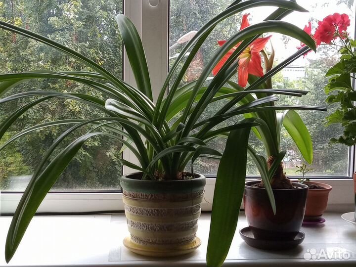 4+8 Амариллисов в горшке