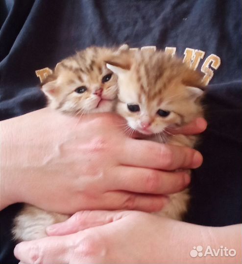Котята, золотые