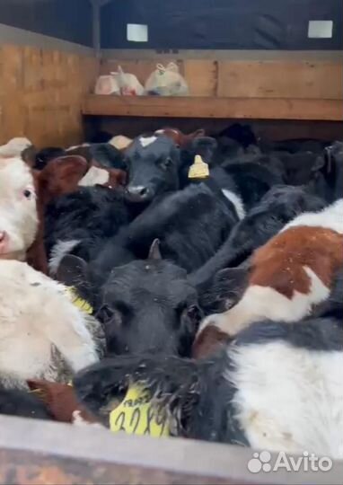 О Бычки абердины сименталы холмогоры