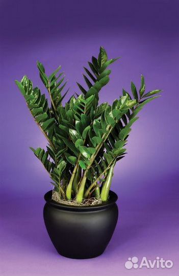 Замиокулькас (долларовое дерево) Zamioculcas 50/14