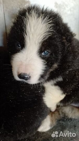 Собака алабай щенки