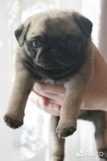 Щенок мопса