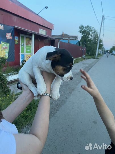 Джек Рассел терьер