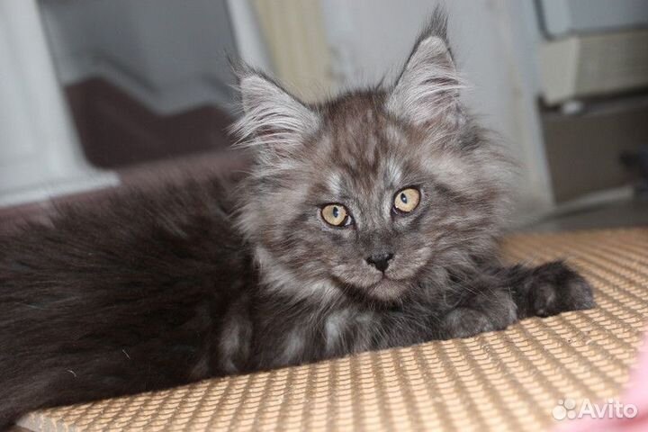 Мейн-кун девочки