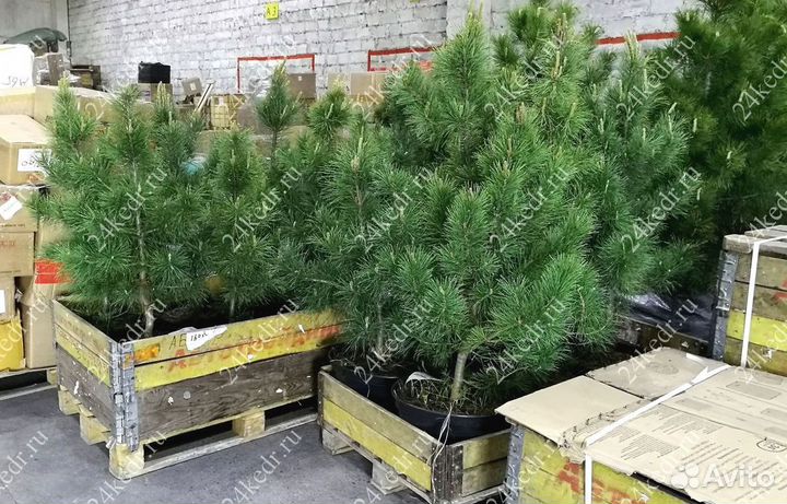 Саженцы сибирского кедра экстра класс