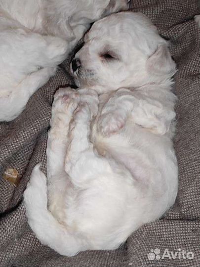 Щенки бишон фризе мини