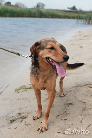 Небольшая собачка в добрый дом