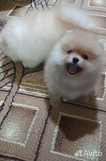 Малыши шпицы