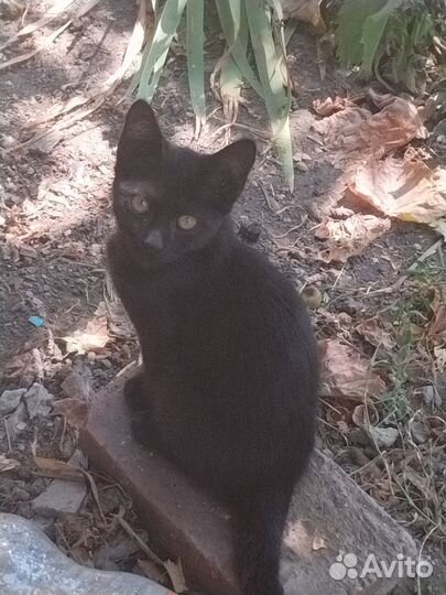 Отдам в добрые руки котят, мальчики и девочка