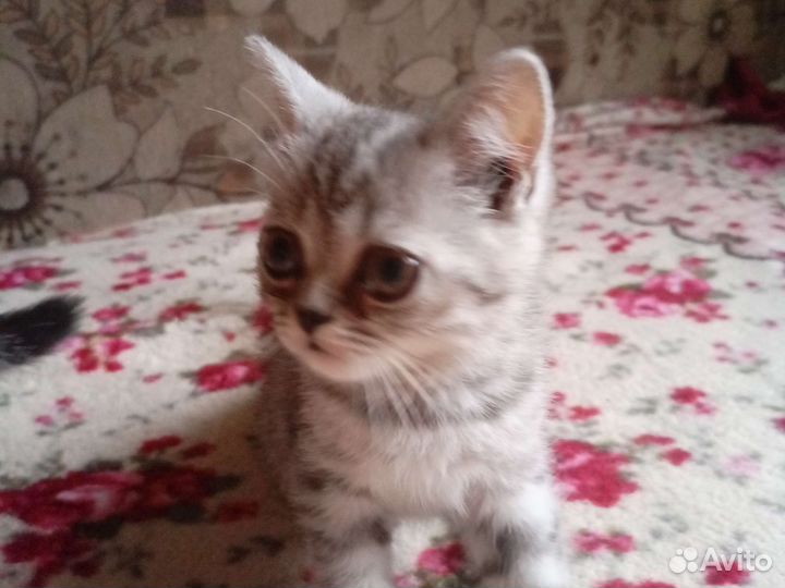 Шотландские вислоухие котята мраморные