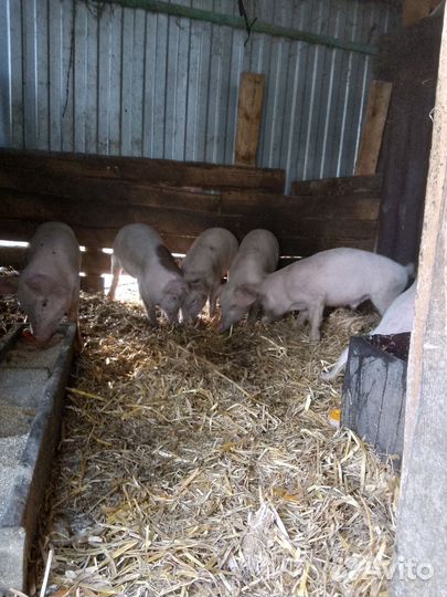 Поросята