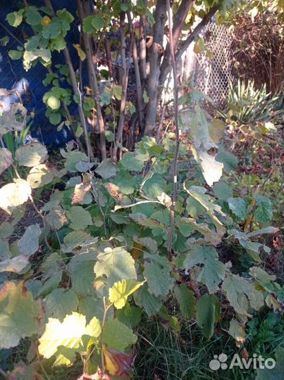 Саженцы лесной орех