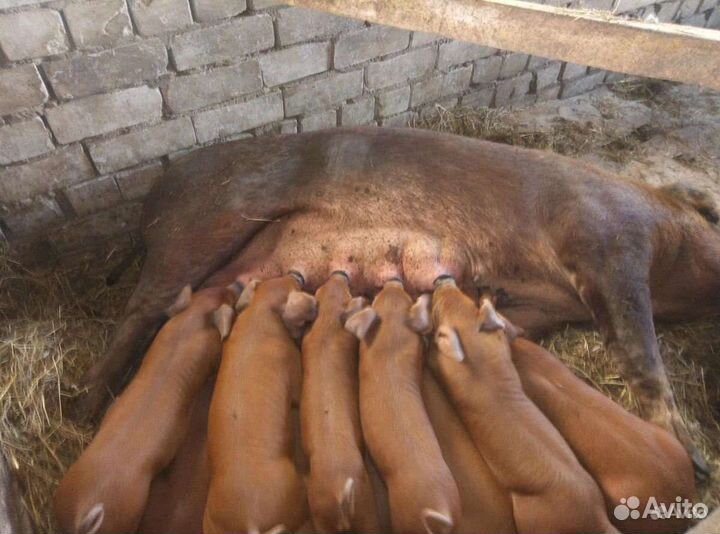 Поросята ландрас и дюрок