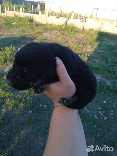 Щенки немца