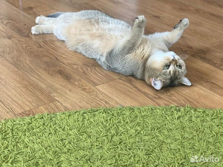 Британская золотая шиншилла