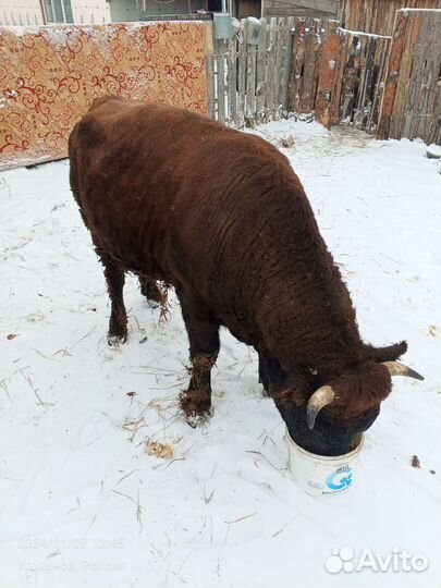 Бык на мясо