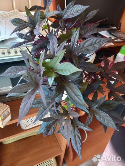 Ипомея батат