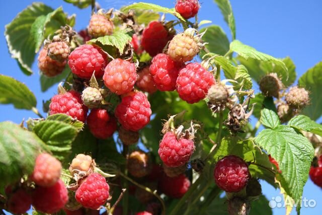 Саженцы:, малина, ежемалина,княженика