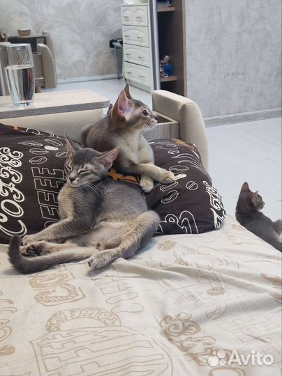 Абиссинские котята