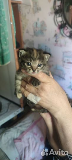 Домашние животные котята бесплатно