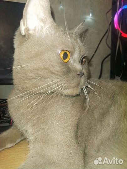 Лиловый британец