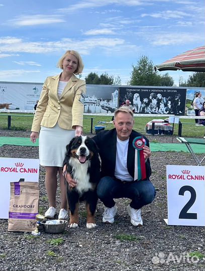 Вязка с Бернским зенненхундом