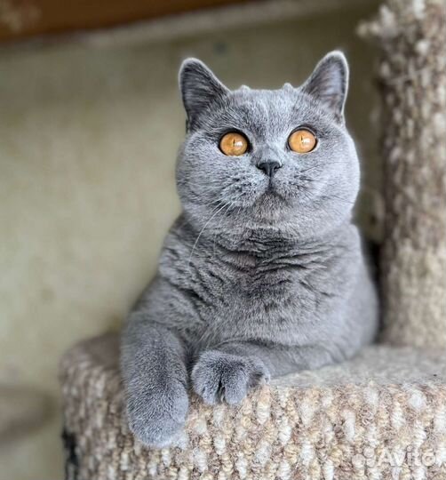Британские котята