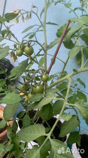 Рассада помидоров черри