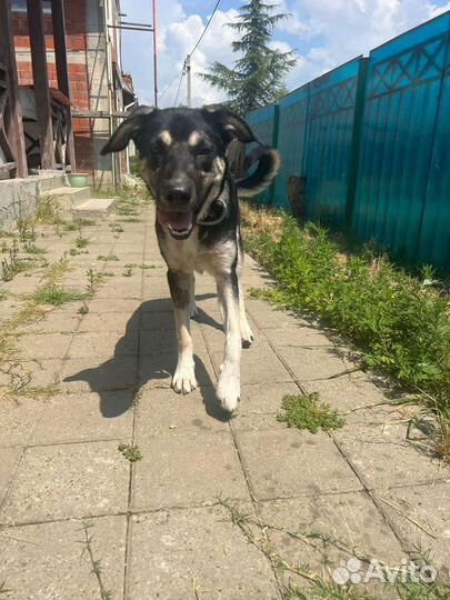 Собачка в добрые руки