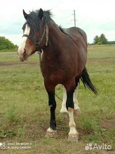 Лошади и жеребцы